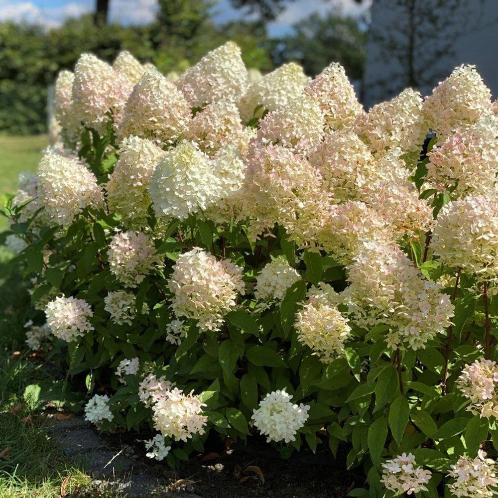Hortensia paniculata "Pinkachu" / Hydrangea paniculata "Pinkachu" /