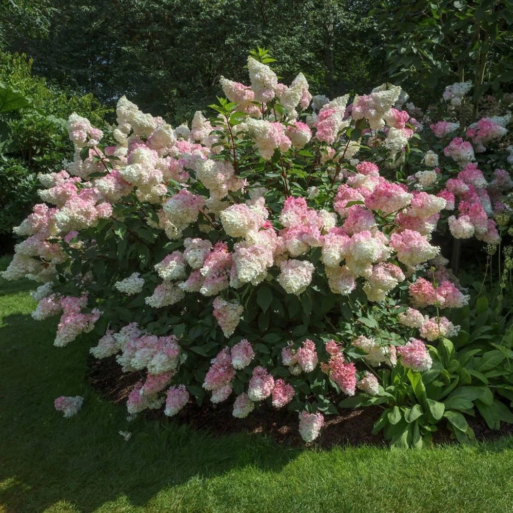 Hortensia paniculata "Vanille Fraise" / Hydrangea paniculata "Vanille Fraise" / by gradina-noastra