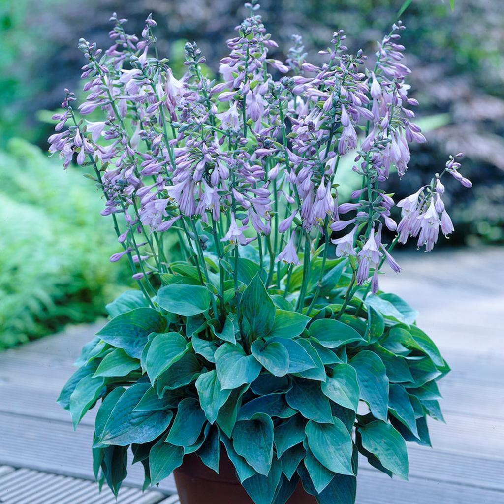 Crin de toamna "Halcyon" / Hosta "Halcyon" - Gradina Noastra