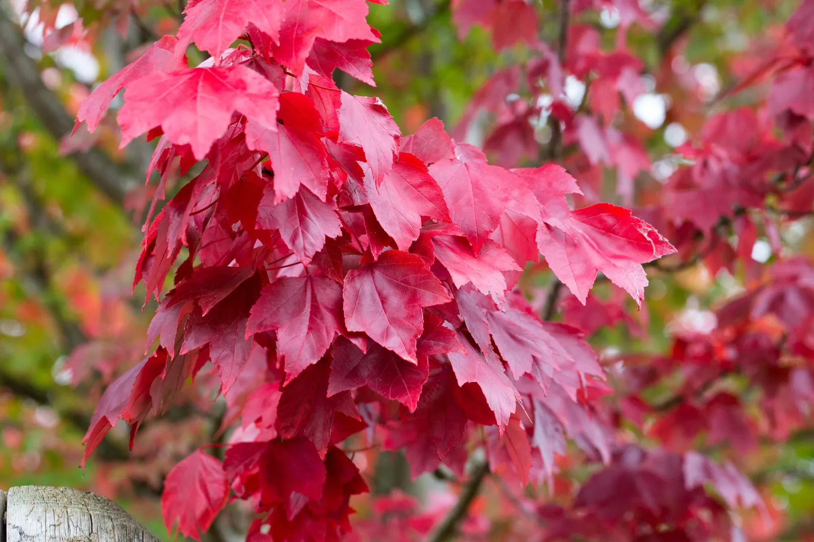 Artar rosu „Somerset” / Acer rubrum „Somerset” /