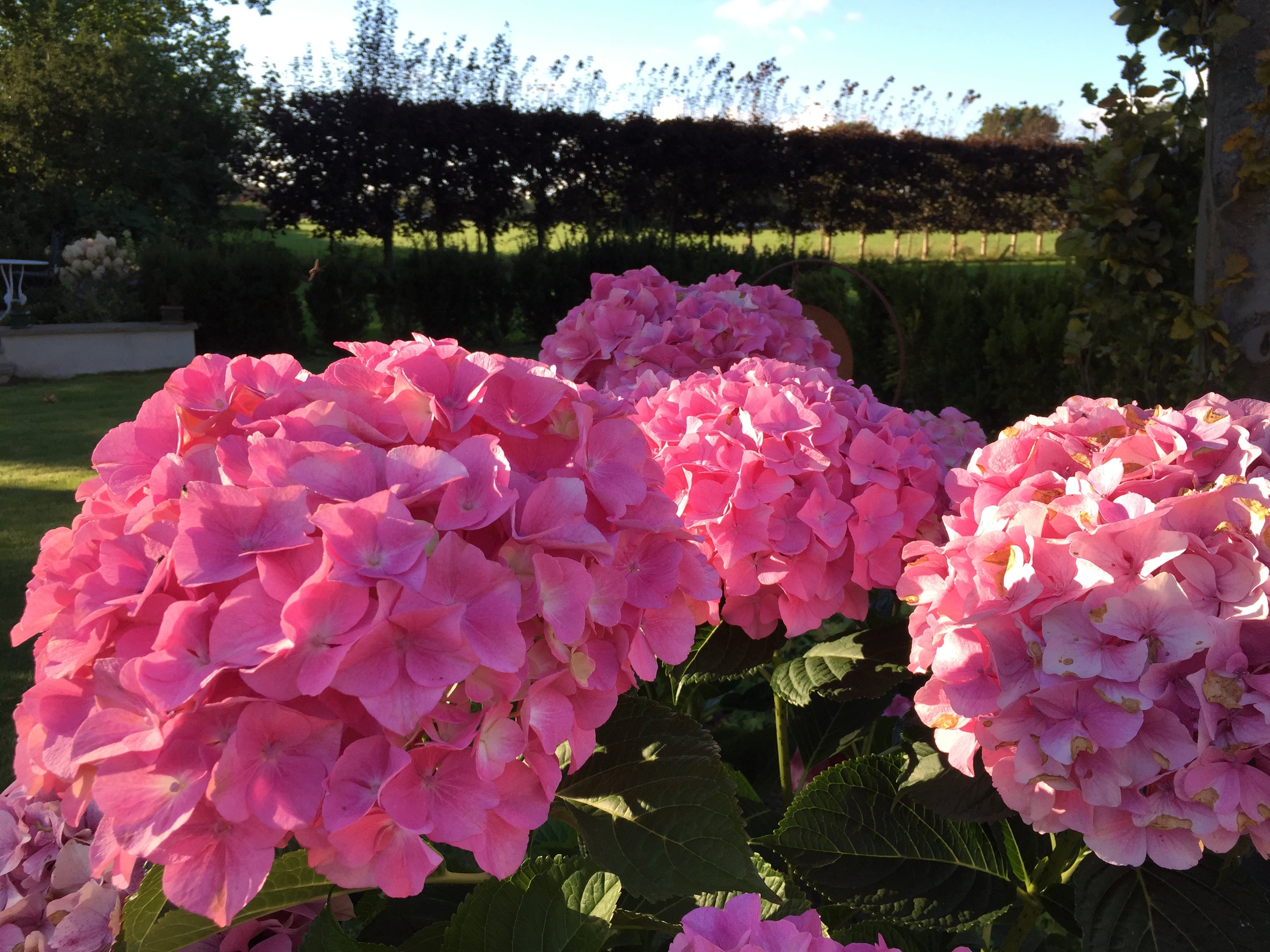 Hortensia "Belle Seduction" 0.40 - 0.60 m / Hydrangea macr. Belle Seduction"/ by gradina-noastra