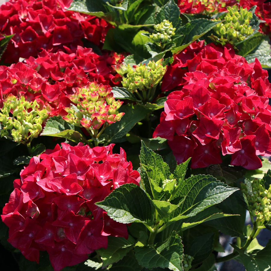 Hortensia "Hot Red" / Hydrangea macr. "Hot Red"/ - Gradina Noastra