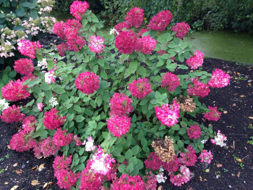 Hortensia paniculata "Diamond Rouge" oferă flori vibrante, ideale pentru grădini, aducând un strop de culoare.