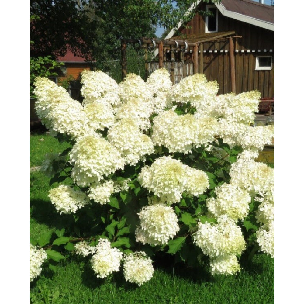 Hortensia paniculata "Phantom" oferă flori mari și elegante, ideale pentru grădini și terase.
