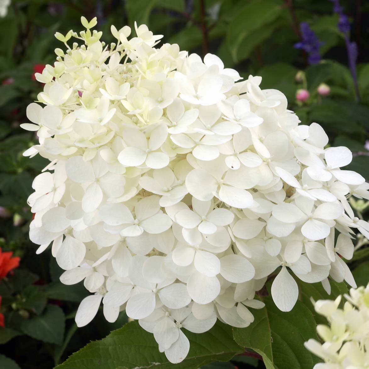Hortensia paniculata "Phantom" cu flori mari, ideale pentru grădini și terase elegante.