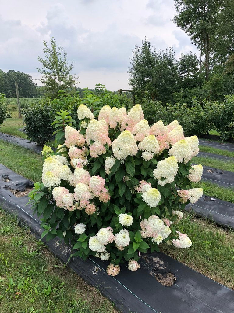 Hortensia paniculata "Quick Fire Fab"/ Hydrangea paniculata "Quick Fire Fab"/