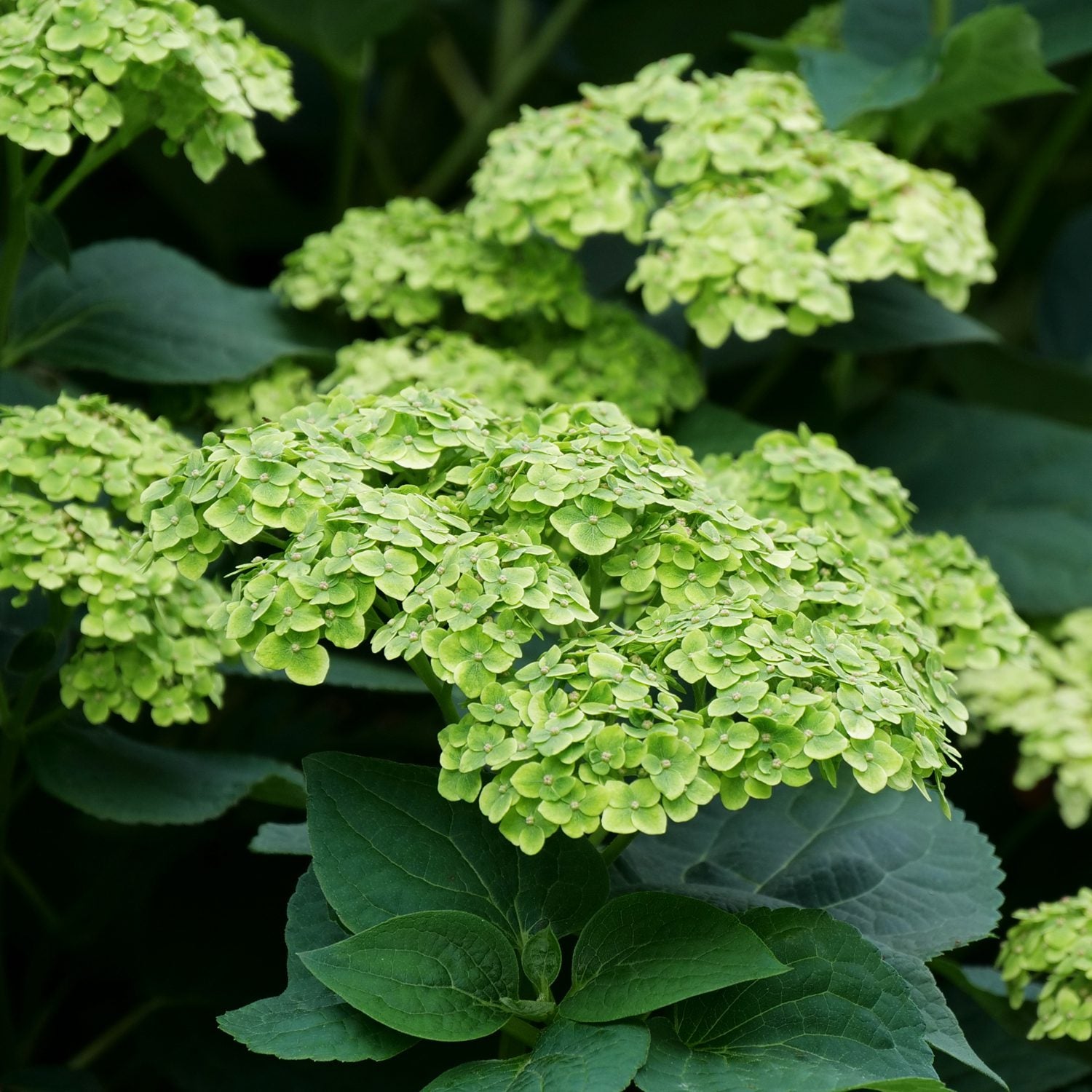 Hortensia "Sublime Annabelle" 0.20 - 0.30 m / Hydrangea arborescens "Sublime Annabelle"/ by gradina-noastra