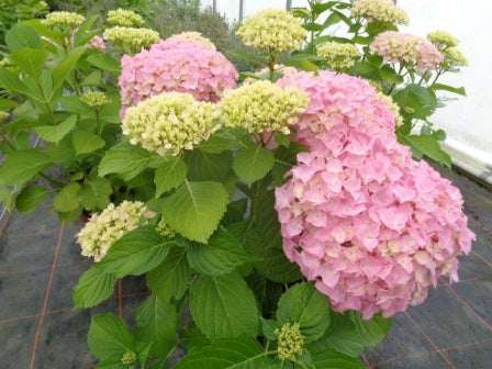 Hortensia "Belle Seduction" 0.40 - 0.60 m / Hydrangea macr. Belle Seduction"/ by gradina-noastra