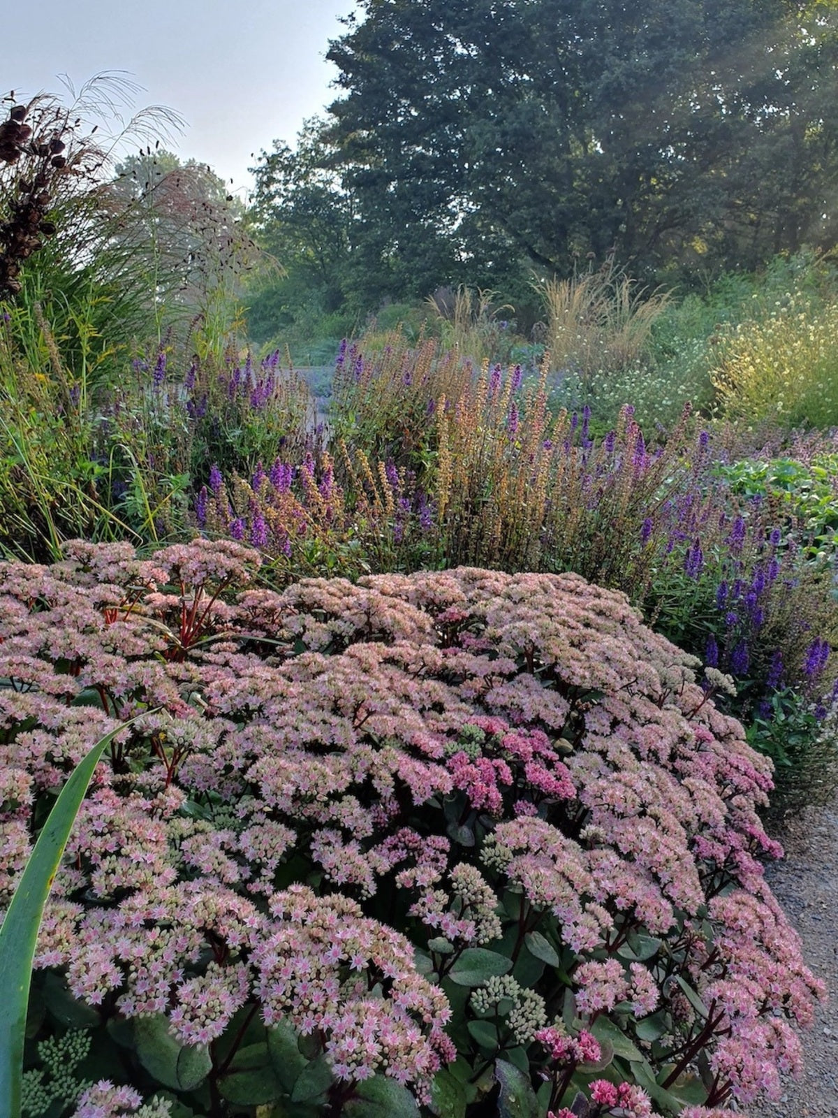 Iarba grasa "Matrona" 0.10 - 0.20 m / Sedum "Matrona"/ by gradina-noastra