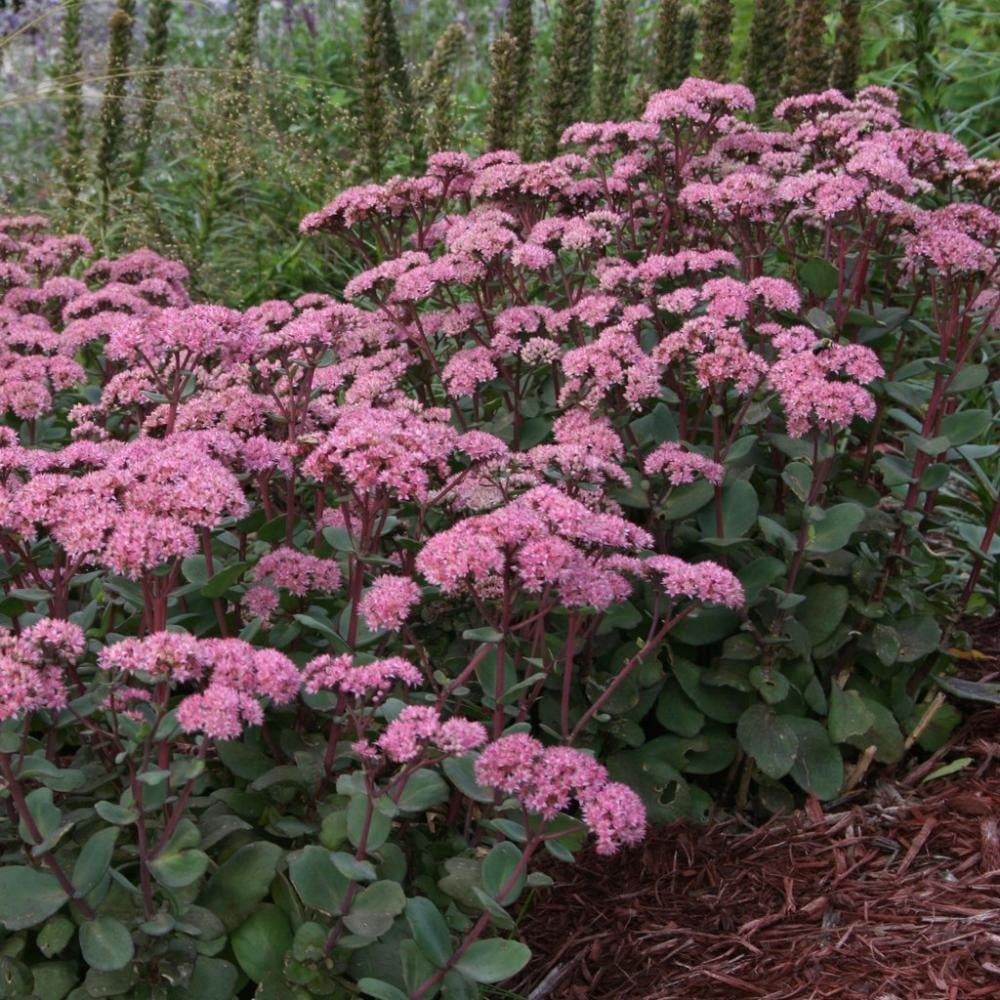 Iarba grasa "Matrona" 0.10 - 0.20 m / Sedum "Matrona"/ by gradina-noastra