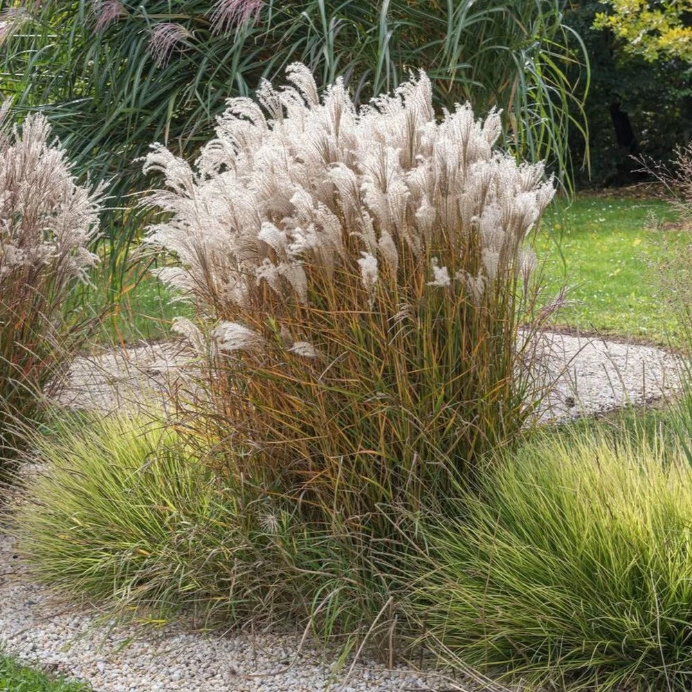 Iarba elefantului "Kleine Fontaine" 0.20 - 0.30 m / Miscanthus sinensis "Kleine Fontaine" / by gradina-noastra
