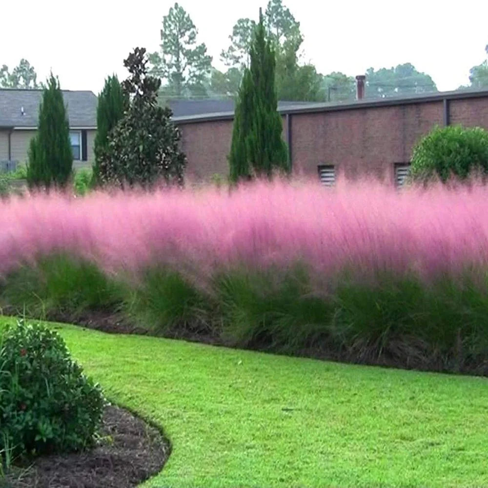 Muhlenbergia capillaris / Muhlenbergia capillaris/ - Gradina Noastra