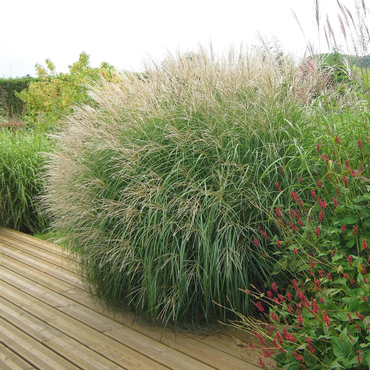 Iarba elefantului "Adagio" / Miscanthus sinensis "Adagio" / - Gradina Noastra