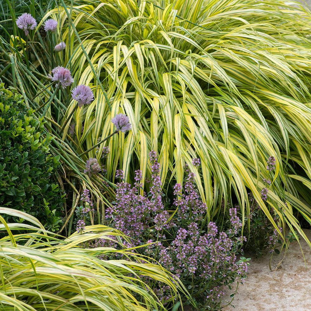Hakonechloa macra "Stripe it Rich" 0.20 - 0.30 m /Hakonechloa macra "Stripe It Rich" / by gradina-noastra