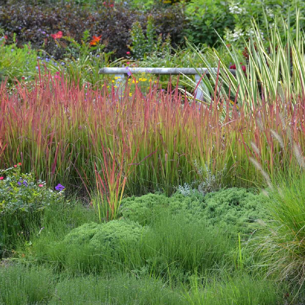 Imperata "Red Baron" / Imperata cylindrica "Red Baron"/ - Gradina Noastra