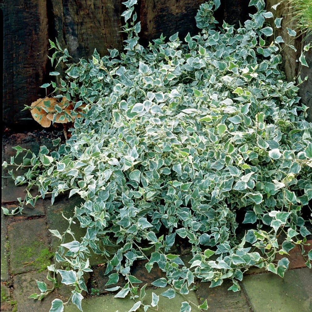 Iedera pitica "Little Diamond" / Hedera helix "Little Diamond" - Gradina Noastra