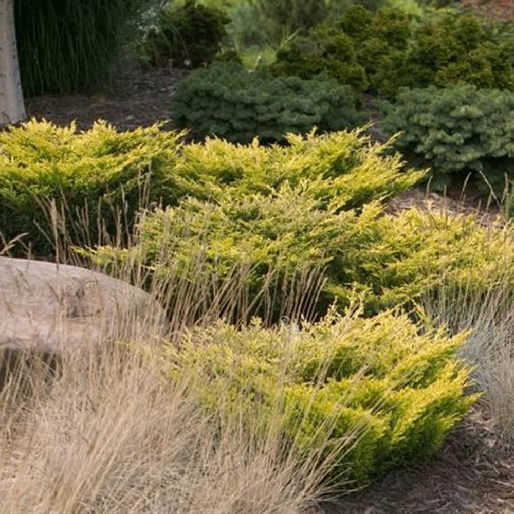 Ienupar "Limeglow" / Juniperus horizontalis "Limeglow"/ by gradina-noastra