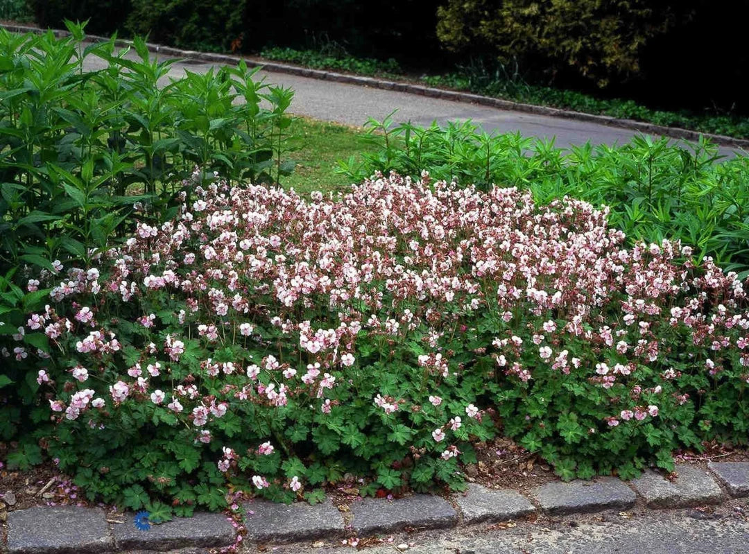 Geranium cantabrigiense x "Biokovo" by Gradina Noastra