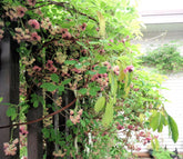 Vița de ciocolată 0.50 m / Akebia quinata / by gradina-noastra