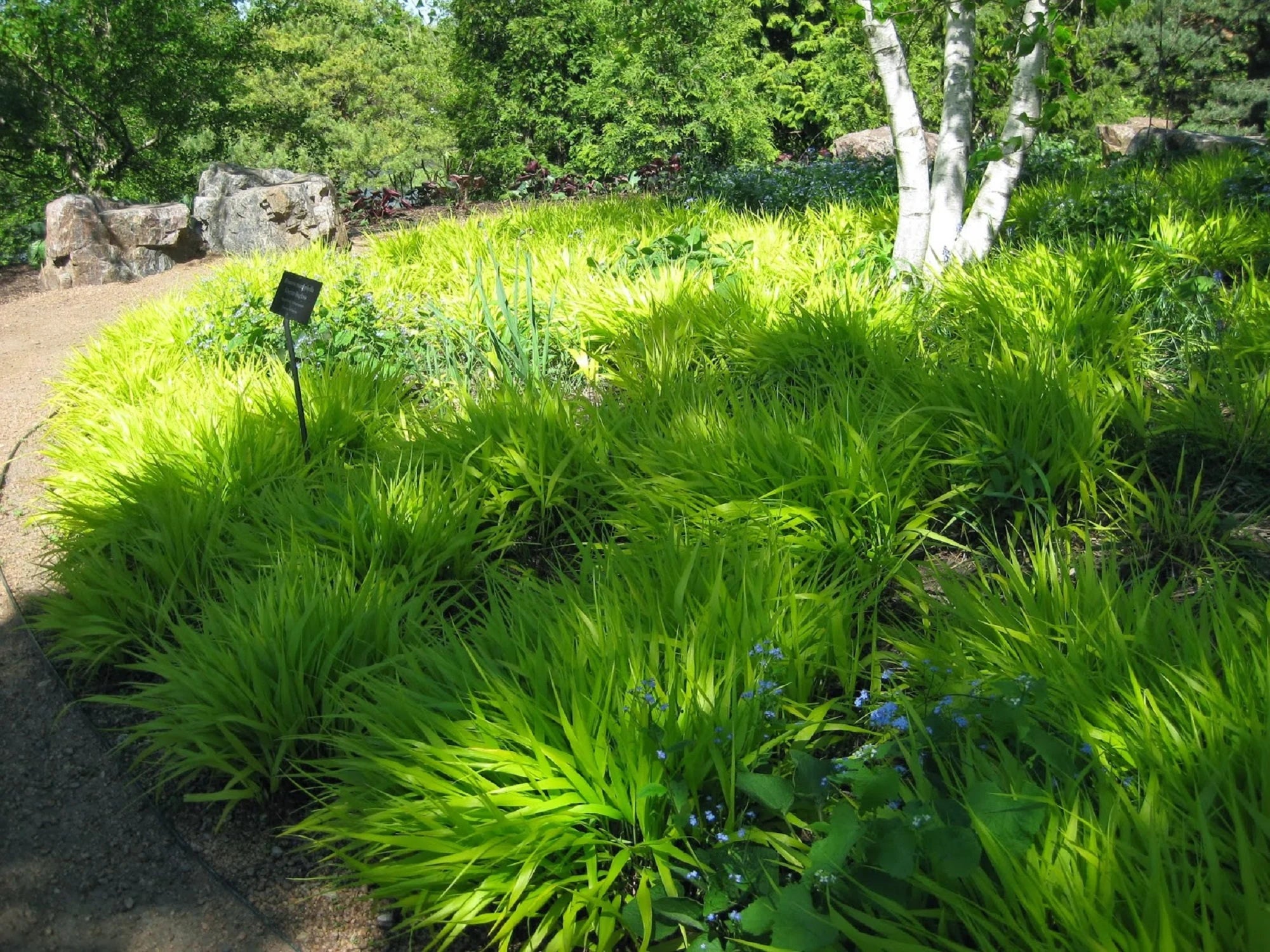 Hakonechloa macra / Hakonechloa macra / - Gradina Noastra