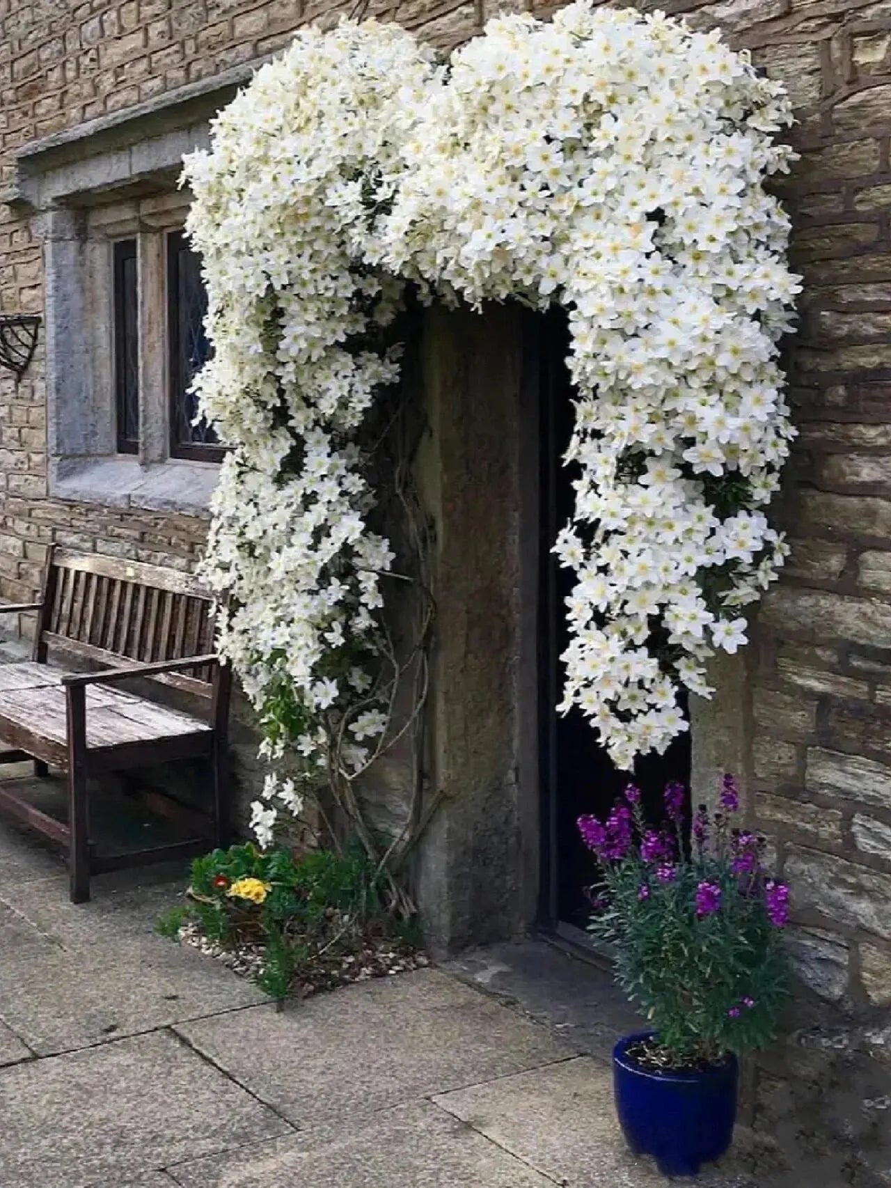 Clematis cartmanii "Avalanche" by gradina-noastra