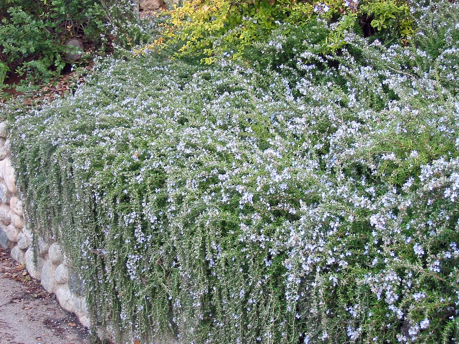 Rozmarin "Prostratus" / Rosmarinus officinalis "Prostratus"/