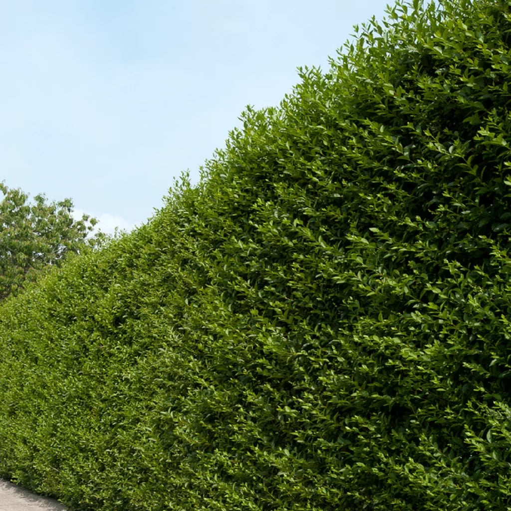 Lemn câinesc verde tufa / Ligustrum Ovalifolium / - Gradina Noastra