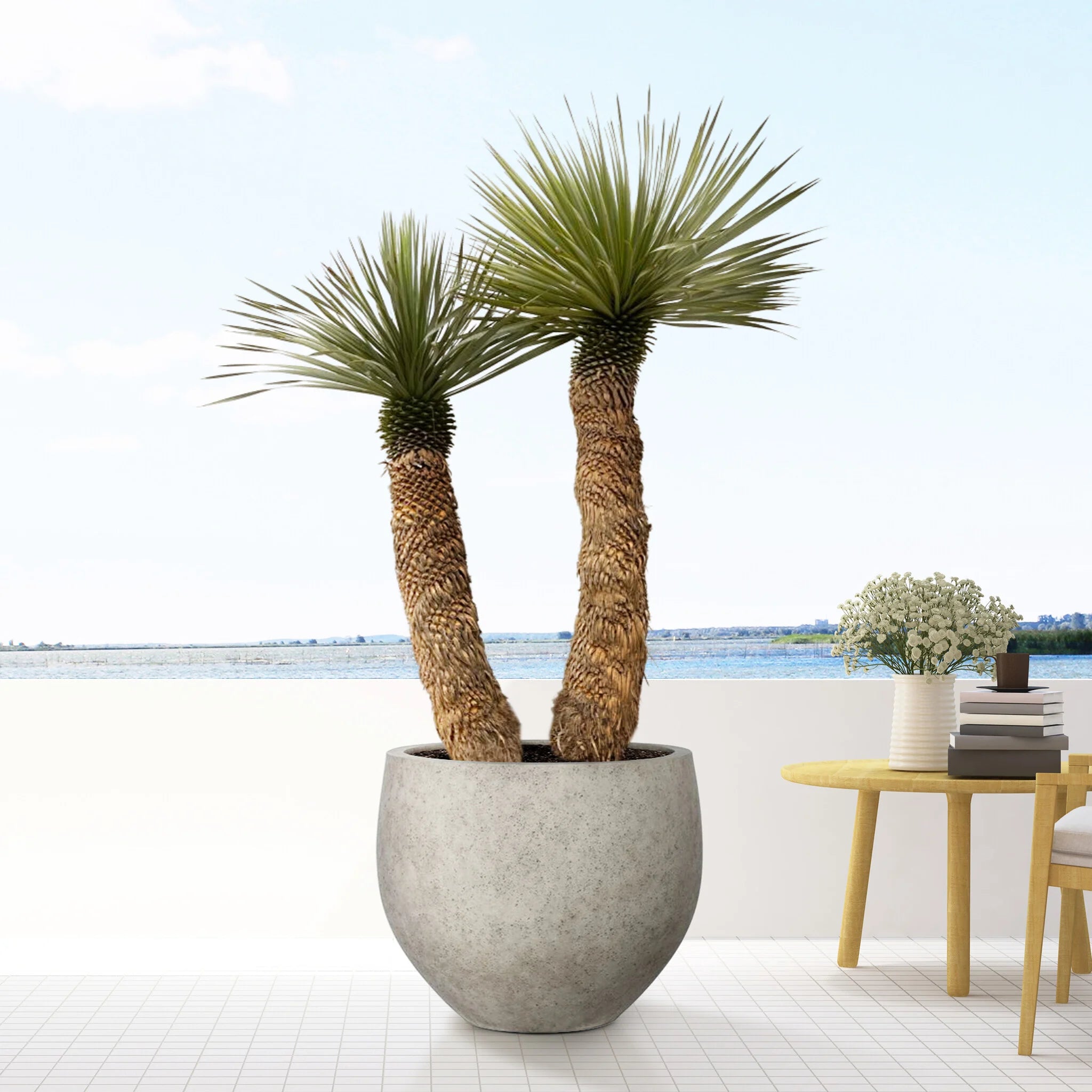 Yucca rostrata 0.60 - 1.00 m / Yucca rostrata/ by gradina-noastra