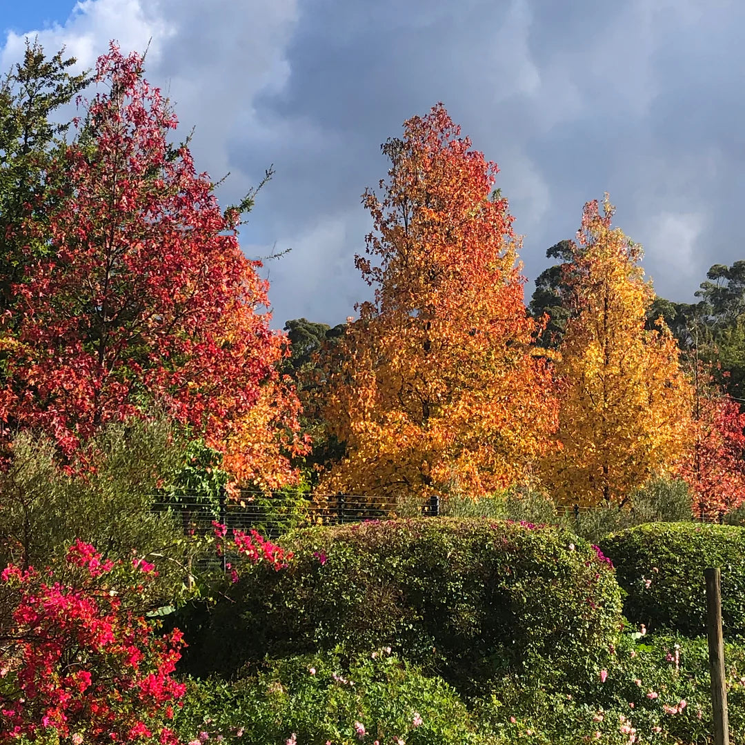 Arborele de guma / Liquidambar styraciflua / - Gradina Noastra
