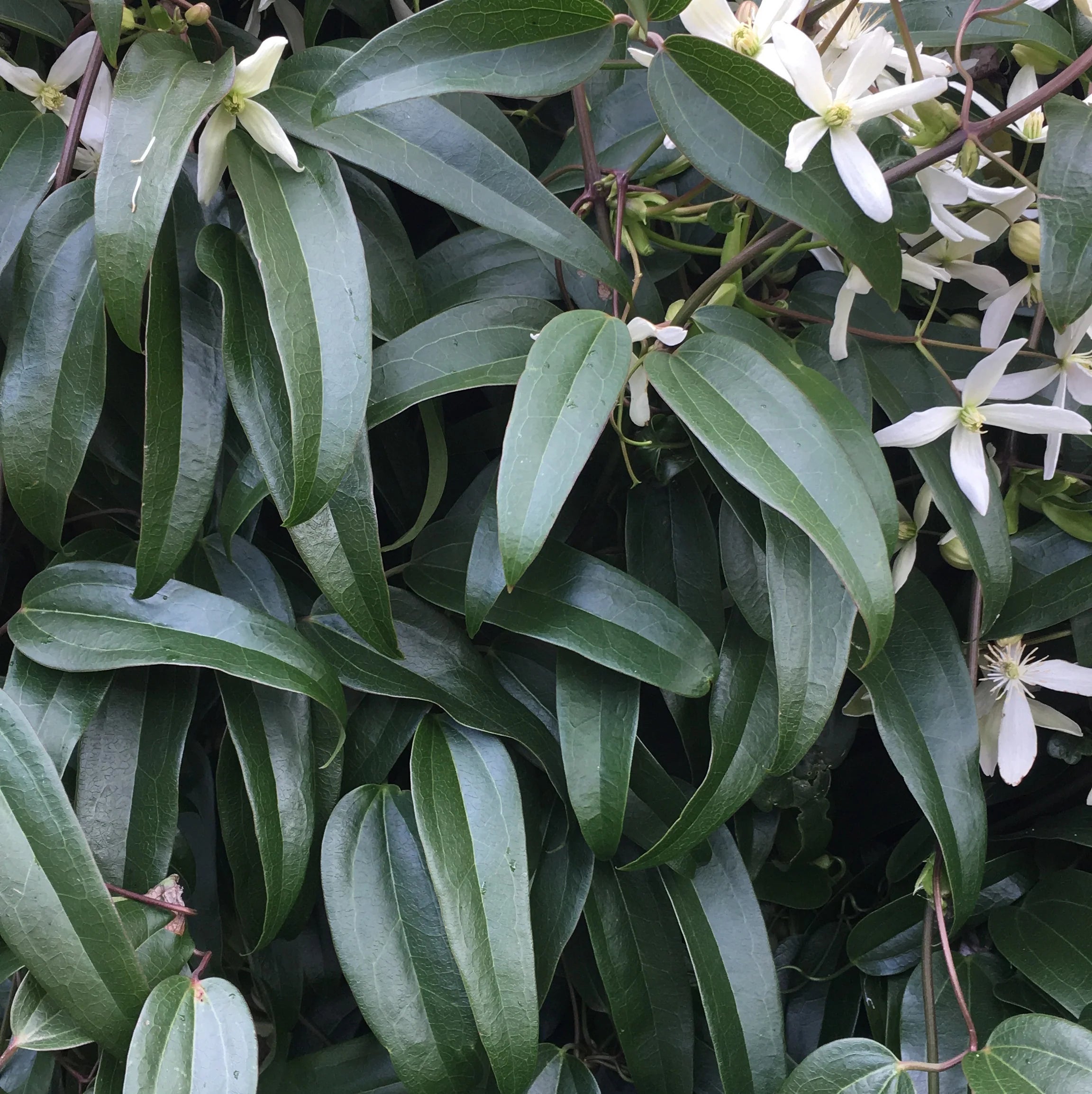 Clematis armandii by gradina-noastra