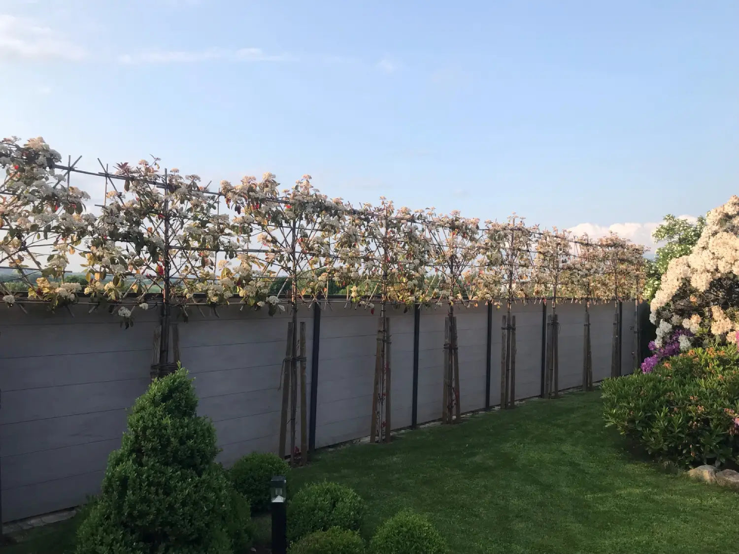 Photinia "Red Robin" palier pe trunchi / Photinia serrulata "Red Robin" /