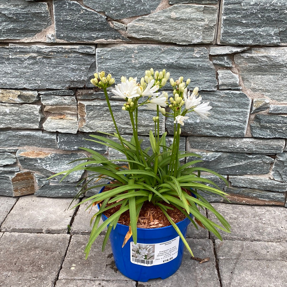 Agapanthus "Double Diamond" ® 0.10 - 0.20 m by Gradina Noastra