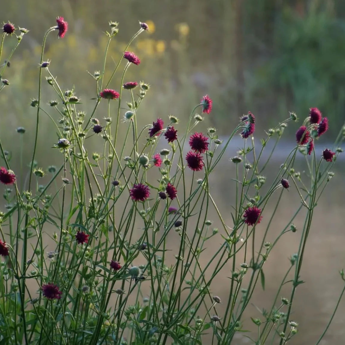 Knautia macedonica "Red Knight" - Gradina Noastra
