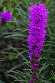 Liatris spicata "Kobold" 0.10 - 0.20 m by Gradina Noastra