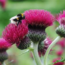 Cirsium rivulare "Atropurpureum" 0.30 - 0.40 m by Gradina Noastra