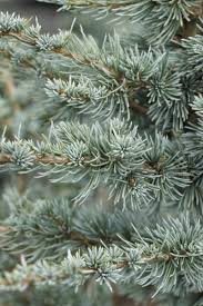Cedru argintiu-albastru 2.50 - 3.00 m / Cedrus atlantica "Glauca" / - Gradina Noastra