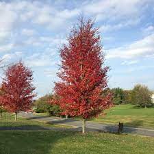 Artar rosu „Somerset” 3.00 - 3.50 m / Acer rubrum „Somerset” / by gradina-noastra