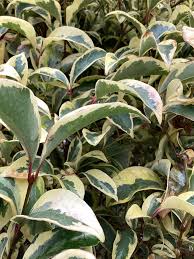 Lemn cainesc "Excelsum Superbum" multitulpinal 2.00 - 2.50 m / Ligustrum japonicum "Excelsum Superbum"/ by gradina-noastra