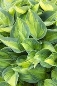 Hosta "Patriot" by Gradina Noastra