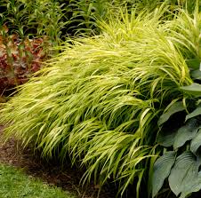 Hakonechloa macra "All Gold " 0.20 - 0.30 m /Hakonechloa macra "All Gold"/ by gradina-noastra