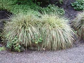 Carex morrowii „Goldband" 0.20 - 0.30 m by gradina-noastra