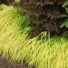 Hakonechloa macra "All Gold " 0.20 - 0.30 m /Hakonechloa macra "All Gold"/ by gradina-noastra