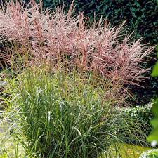 Iarba elefantului "Flamingo" 0.20 - 0.30 m /Miscanthus sinensis Flamingo/ - Gradina Noastra