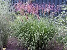 Iarba elefantului "Red Chief" 0.20 - 0.30 m / Miscanthus sinensis "Red Chief" / - Gradina Noastra