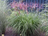Iarba elefantului "Red Chief" 0.20  - 0.30 m / Miscanthus sinensis "Red Chief" / - Gradina Noastra