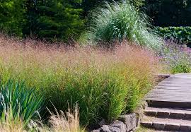 Panicum virgatum "Heavy Metal" 0.20 - 0.30 m by gradina-noastra