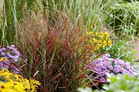 Panicum virgatum "Hot Rod" 0.20 - 0.30 m by gradina-noastra