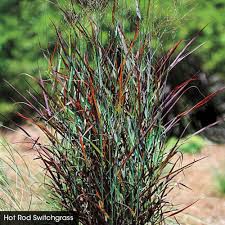 Panicum virgatum "Hot Rod" 0.20 - 0.30 m by gradina-noastra