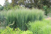 Panicum virgatum "North Wind" 0.20 - 0.30 m by gradina-noastra