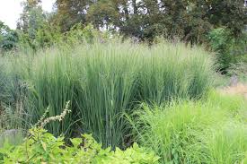 Panicum virgatum "North Wind" 0.20 - 0.30 m by gradina-noastra